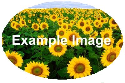 File:Example-white-bg.jpg
